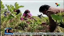 Campesinos ecuatorianos reviven la tierra para su consumo