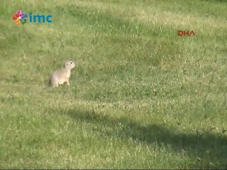 "Dikkat, Gelengi çıkabilir"