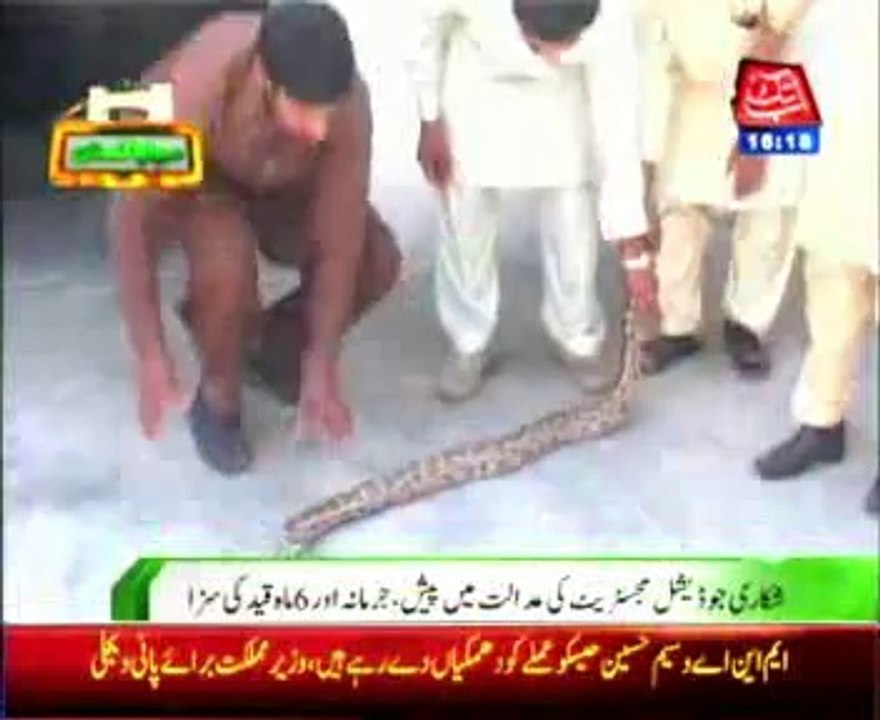 Gujranwala 4 rare python hunter arrest