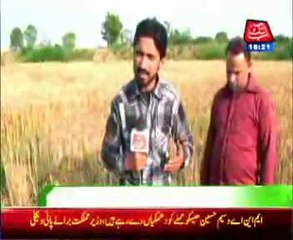 sialkot wheat cropping in last moment