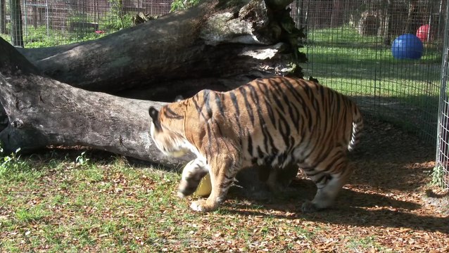 Angry Birds, Big Cats & Golden Eggs!