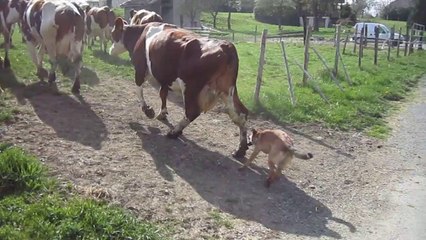 Les chiens au travail