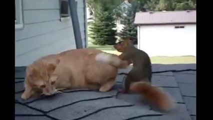 Cute Cat and Squirrel Playing