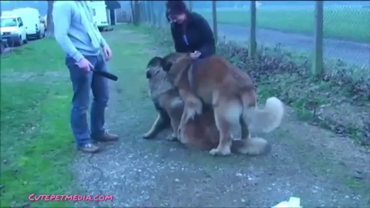 Funny Pet Fail Compilation 2014