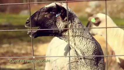 Funny Screaming Sheeps Compilation