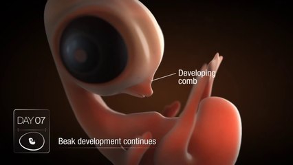 Civcivin yumurtadaki yirmi bir günü