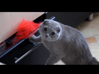 Caught in The Act - Gotcha!