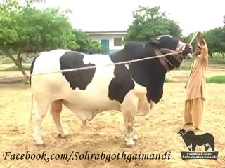 Shah Cattle Farm Bull BodyGuard