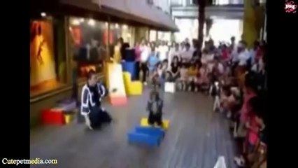 Most Funny Monkey Videos 2014