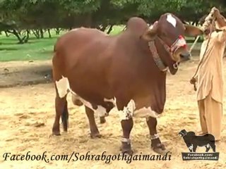 Shah Cattle Farm Bull Tiger
