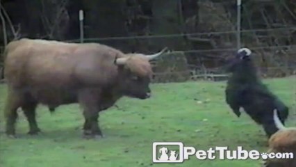 The Most Unfair Head Butting Battle EVER