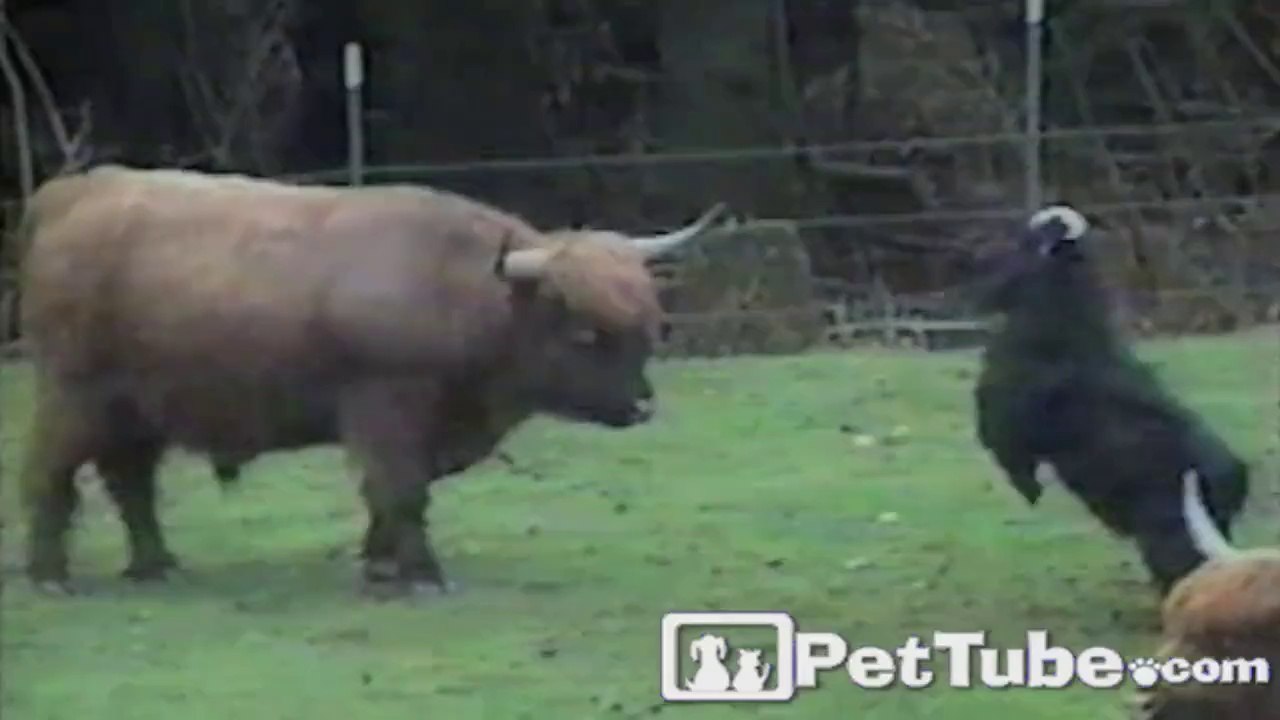 The Most Unfair Head Butting Battle EVER