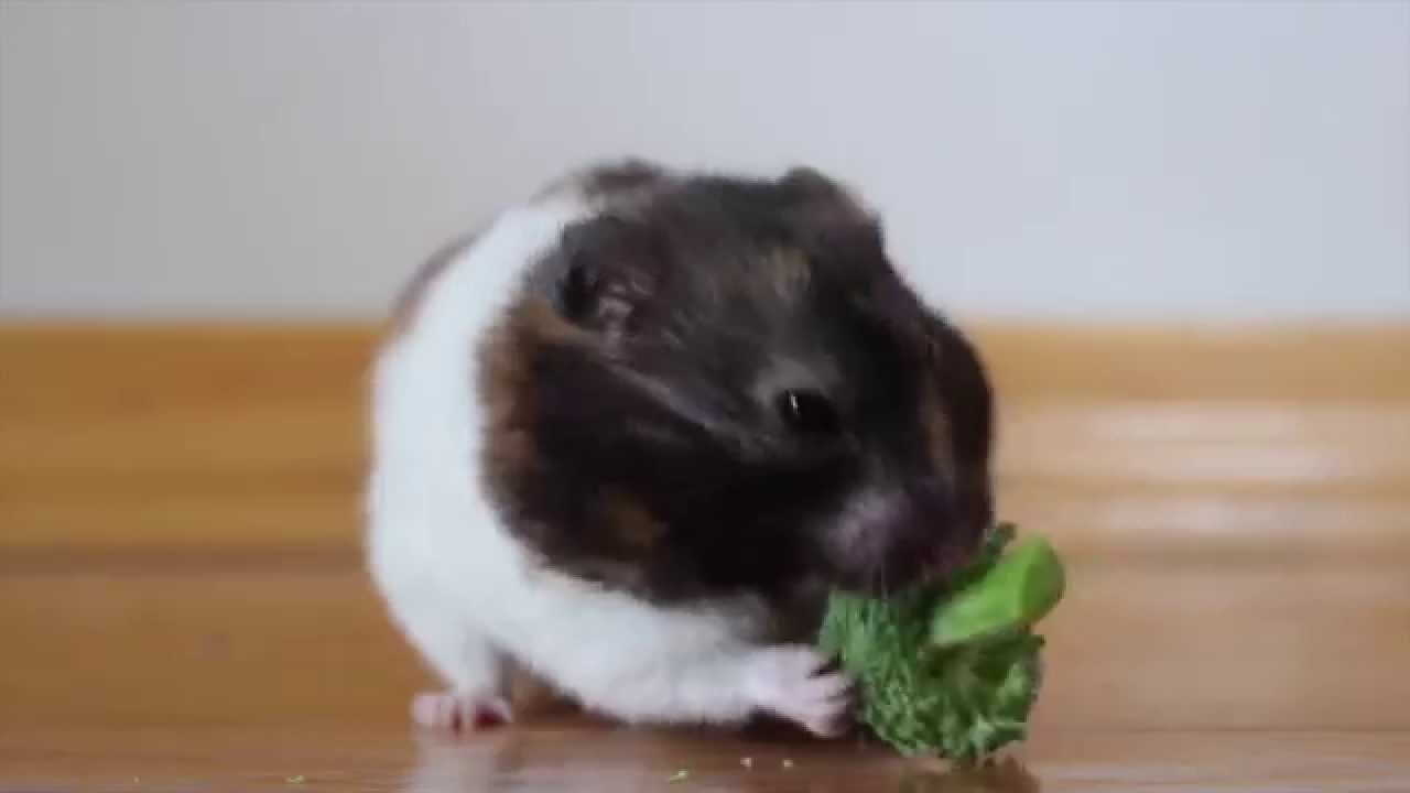 Broccoli and Millet Noms!