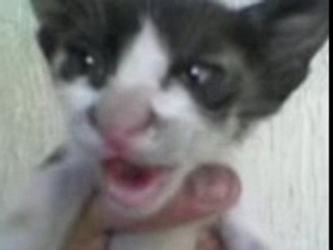 fokaha فكاهة رائعة