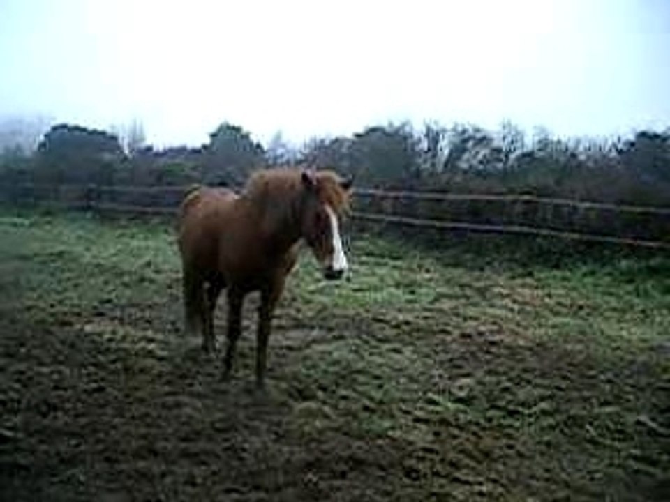 Ludo au pré