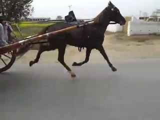 attiash horse ahmad shah attock -