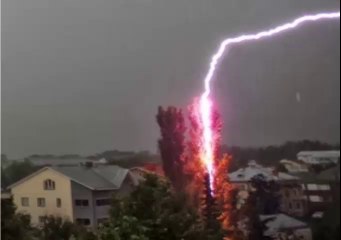 POR QUÉ LOS RAYOS CAEN SOBRE LOS ÁRBOLES SI LA MADERA ES UN AISLANTE ELÉCTRICO