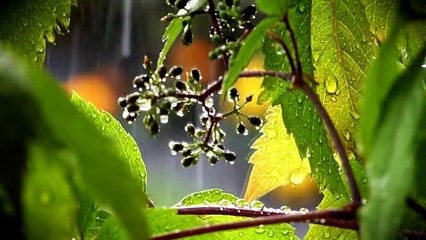 H'ooponopono Türkçe olumlama video ( Bilinçaltı temizleme tekniği )