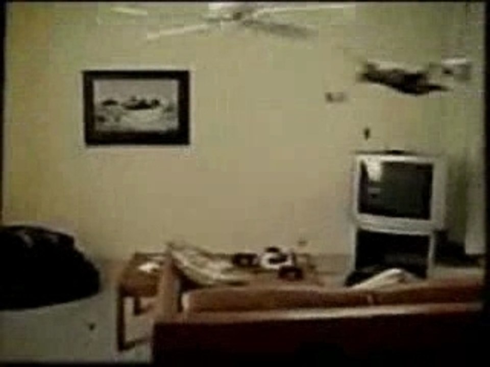 FunnyVideos-CatFan