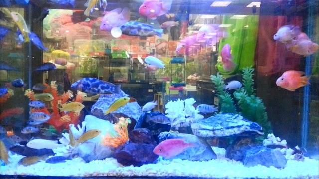 Tropikal Akvaryum Tatlı Su Canlıları Balıkları