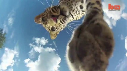 Download Video: Leopard Steals Recording GoPro