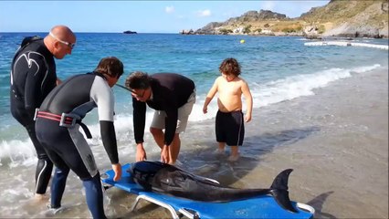 Υoung dolphin rescue from ARION