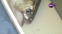 Piégage de poissons Claies de Vire [TéVi] 25-04-14