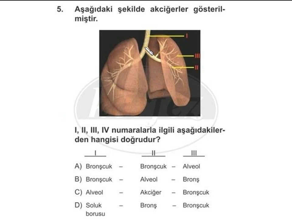 6. Sınıf Solunum Sistemi Çözümlü Örnek ders 2