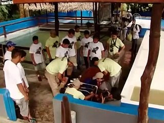 В Перу выпустили на волю спасенных ламантинов