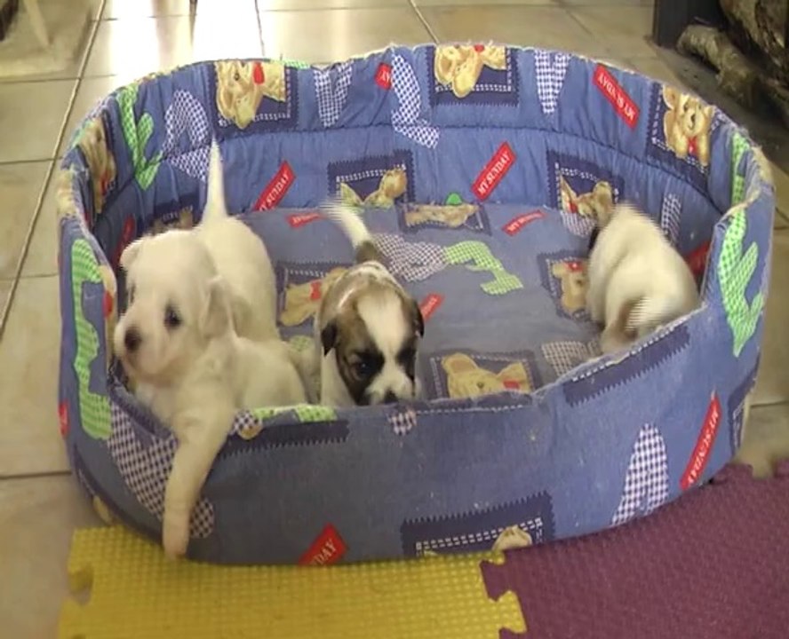chiots COTON DE TULEAR de Galante et Ferry,  à 3 semaines