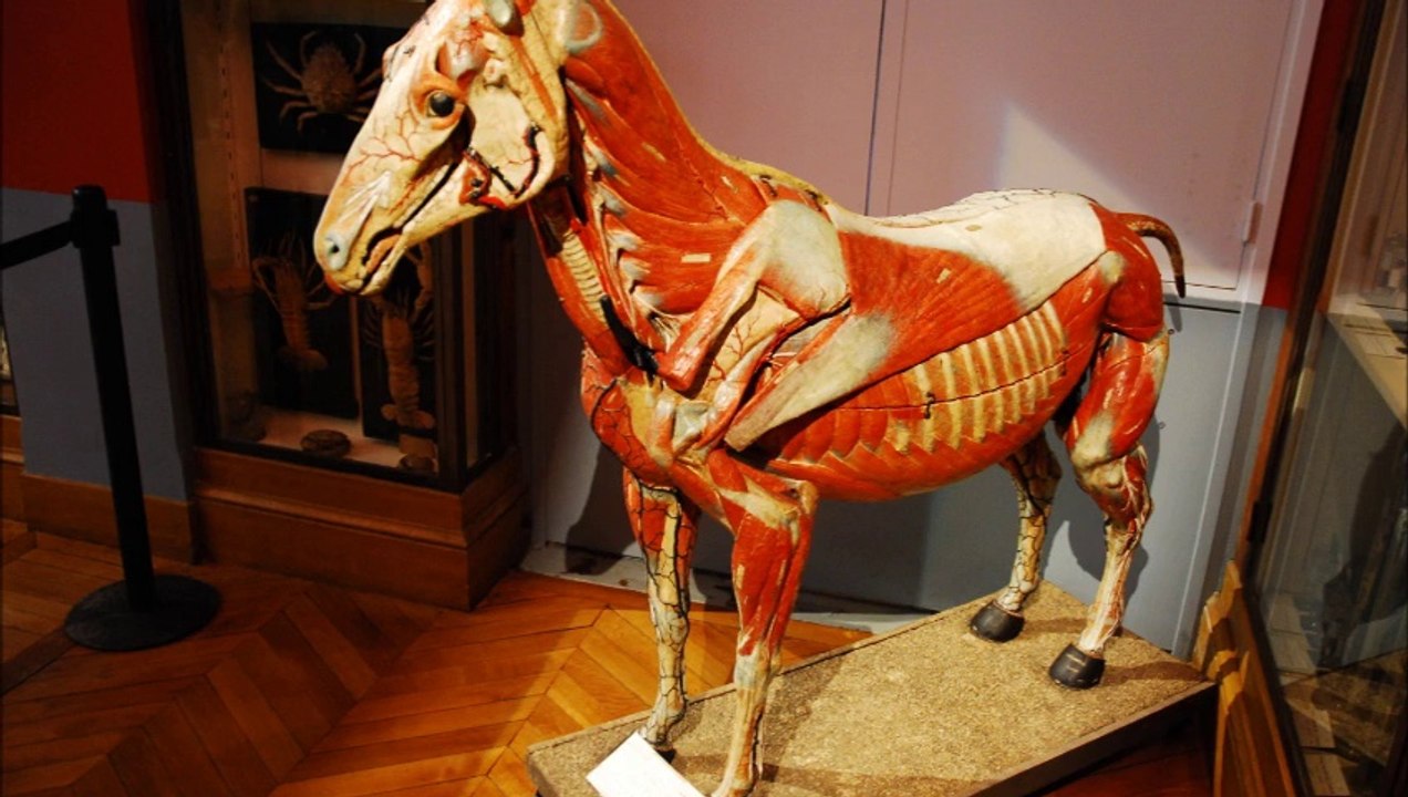 PHOTOSON N°11 MERVEILLES DE LA NATURE 4