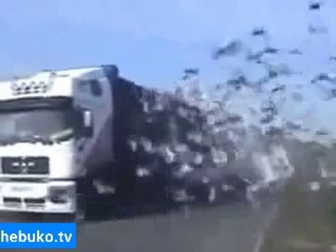 Bir kamyon dolusu kuş doğaya salınırsa