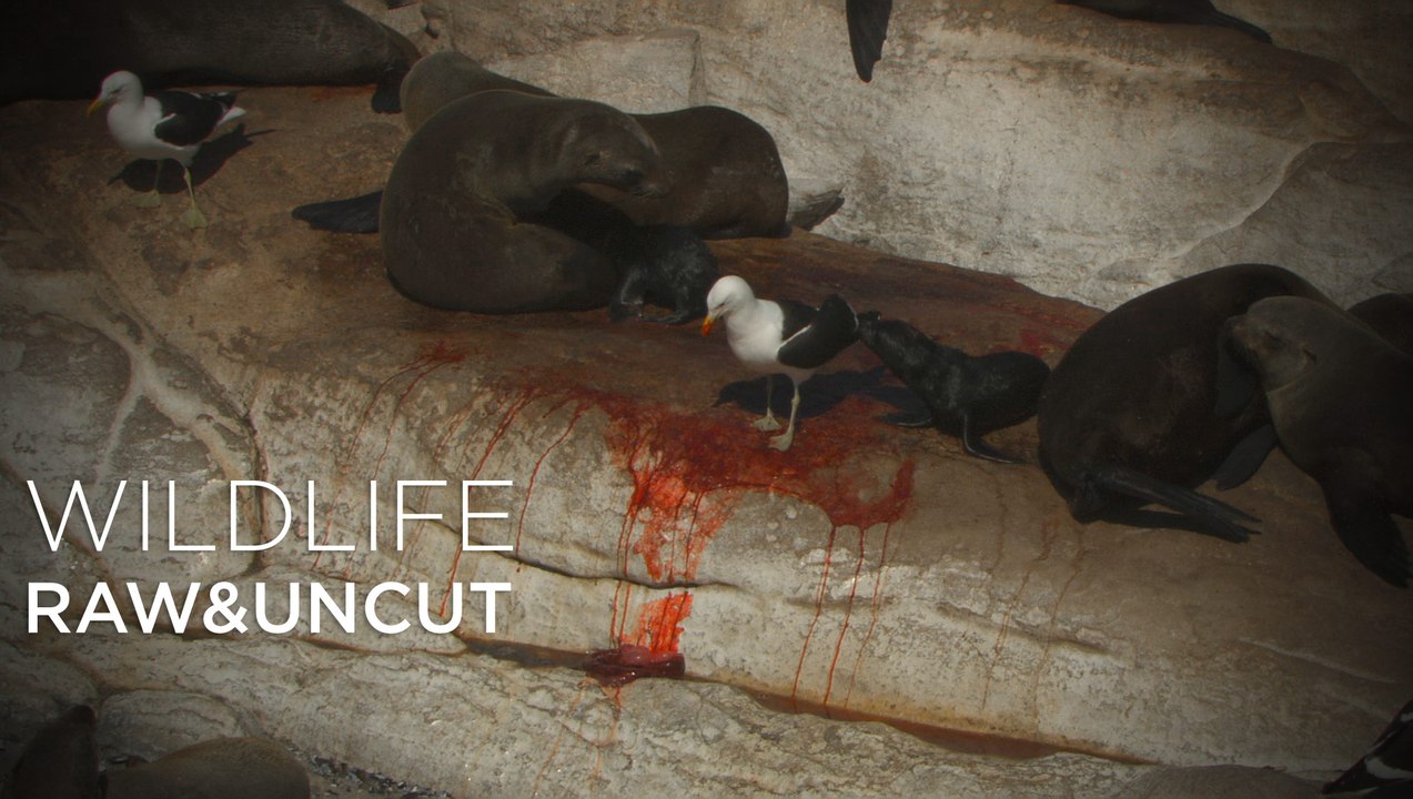 Fur seals fight over newborn pup