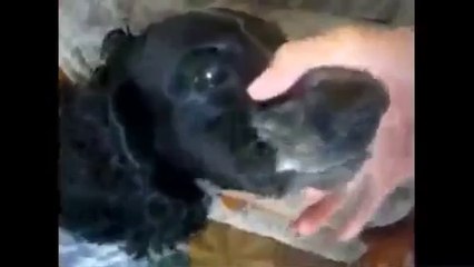 BEAT BOX DOG собака Бэ бэ бэээ (EMINEM vs DOG)