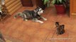 Cute Dogs want to be friend with Cats... Animal compilation