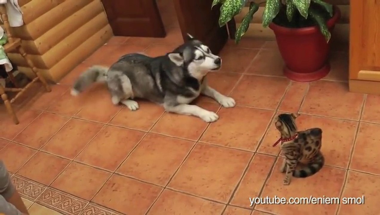 Cute Dogs want to be friend with Cats... Animal...