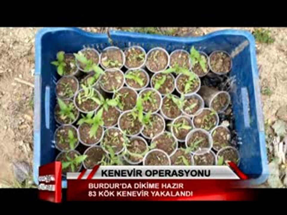 Burdur’da dikime hazır 83 kök kenevir yakalandı