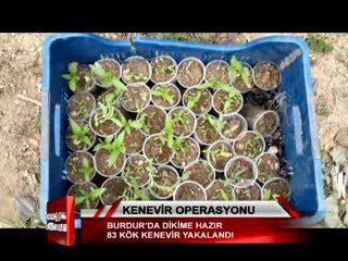Burdur’da dikime hazır 83 kök kenevir yakalandı