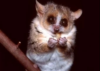 CUÁL ES EL PRIMATE MÁS PEQUEÑO DEL MUNDO