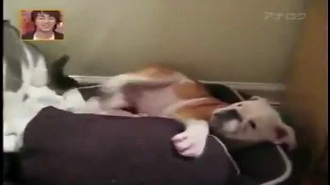 un Chat met KO un chien !