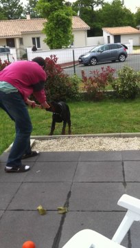 Hares avec sa nouvelle famille