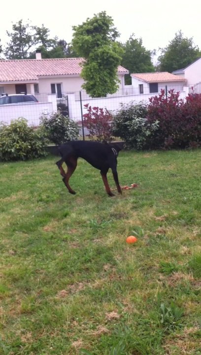 HARES ET SA CORDE