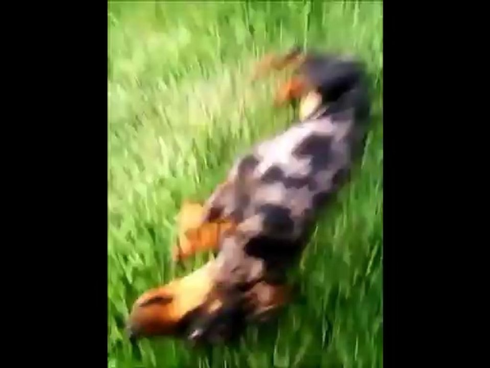 New trick:)