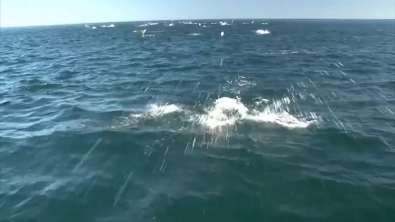 Le bal des raies Mantas