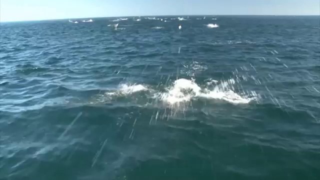 Le bal des raies Mantas