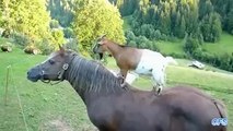 Goats that Love Horseback Riding