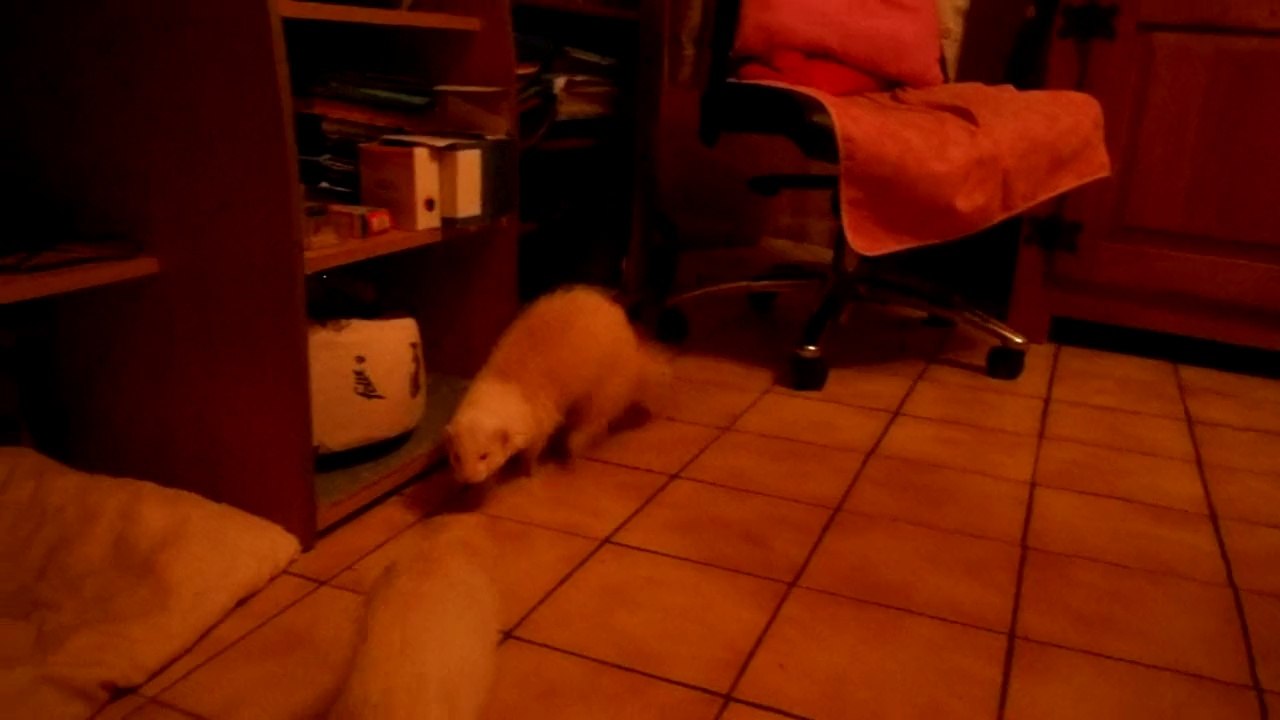Teddy, Bounty et Tweet