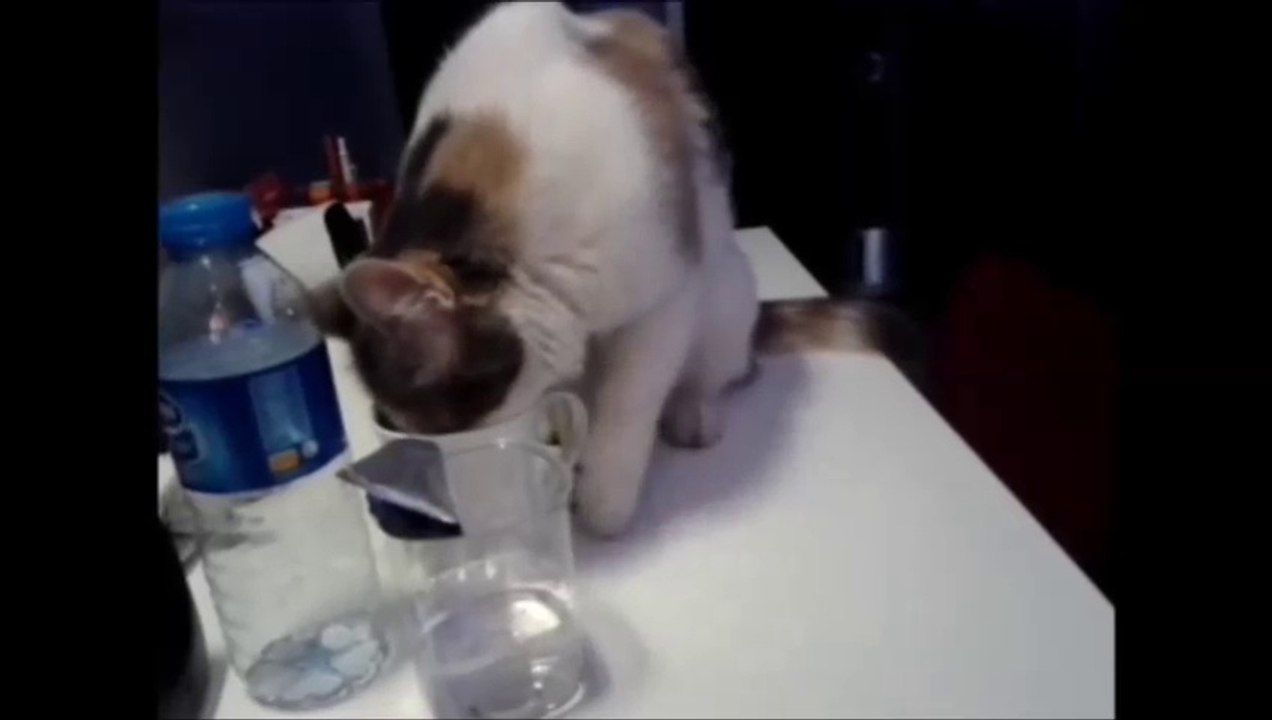 Meraklı Kedi Müjgan Seslendirme Evi'nde & yasamdakibereket.com