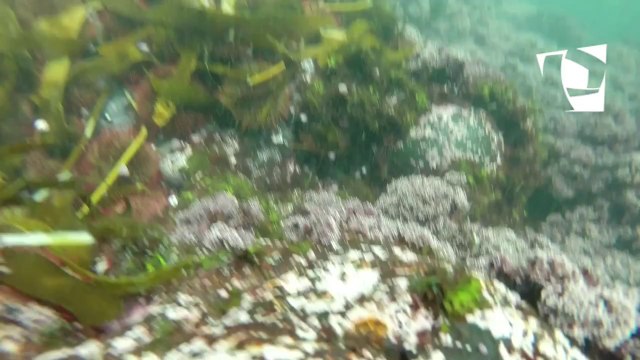 El bibliotecario náufrago: Ricardo Palma y el día en que eludió la muerte en Marcona