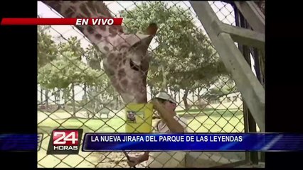 'Domingo': conozca a la jirafa de 4 años del Parque de Las Leyendas